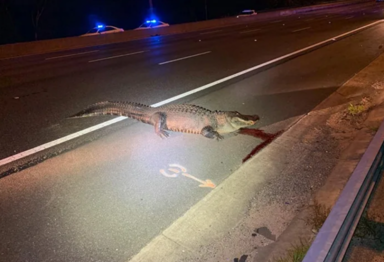 463 Pound Alligator Removed From Highway In Florida After It Was Hit By