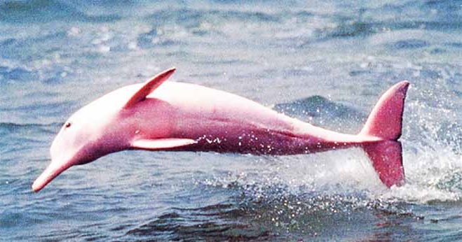 Pinky, the Pink Dolphin in Louisiana