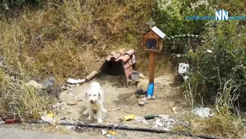 Loyal Dog Does Not Want To Leave The Spot Where Owner Died 3 Years Ago