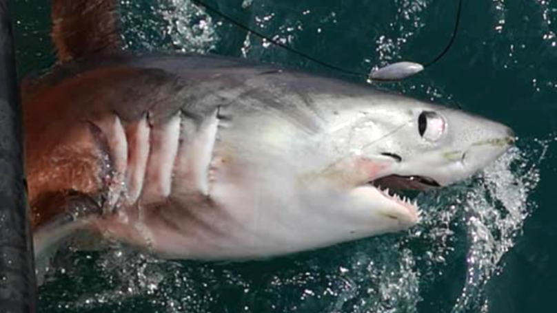 8ft 300 Lbs Porbeagle Shark Caught By Fisherman Off The Coast Of Britain