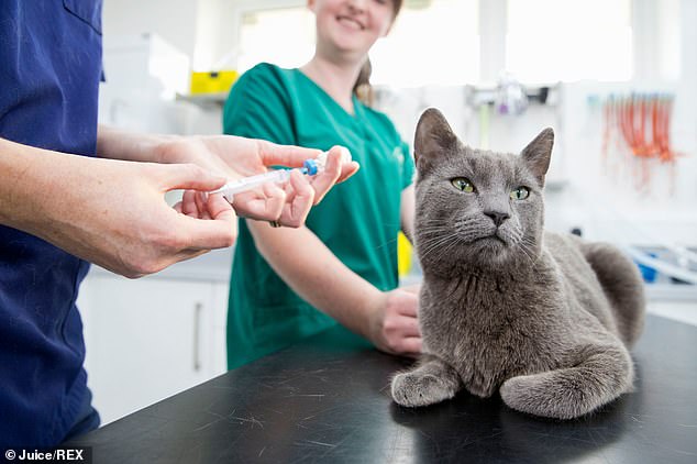 Scientists Have Developed A Vaccine For Cats That Could Stop Humans