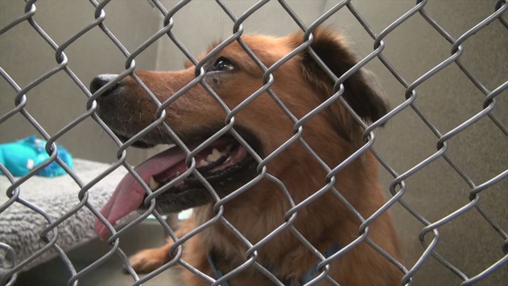 Delaware Is The First NoKill State For Shelters Animals In USA