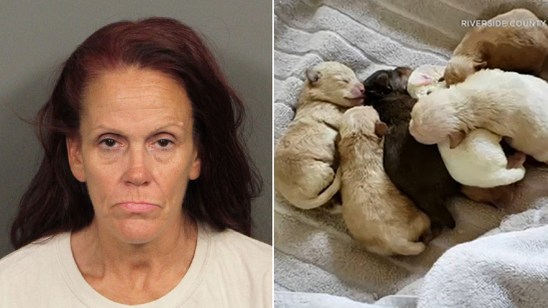 Woman Who Dumped 7 Newborn Puppies In Trash Bin Sentenced To 1 Year In ...