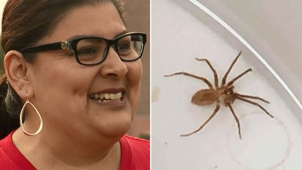Doctors Find Highly Venomous Brown Recluse Spider Living In Kansas
