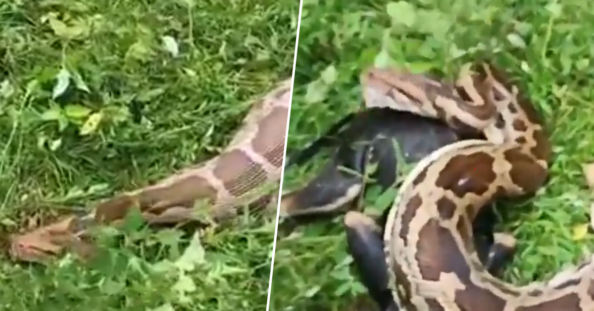 Caught On Cam: 13-Foot Rock Python Vomits An Entire Stray Dog
