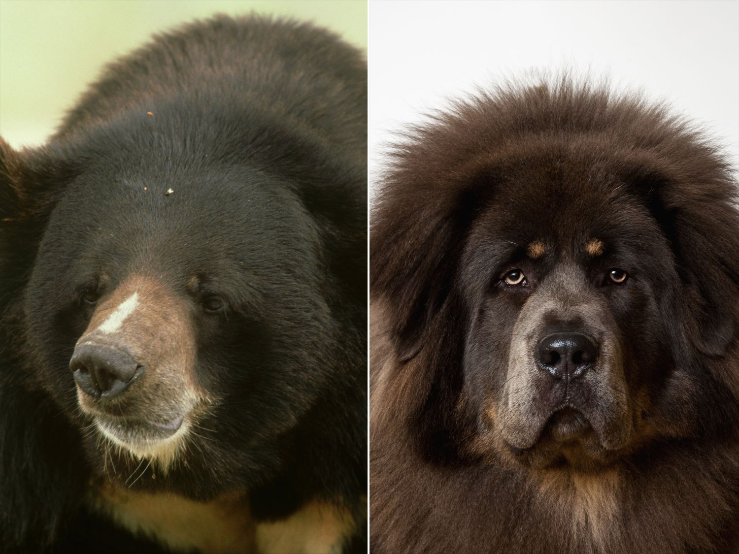 Family Realizes Pet Dog Is A Bear After It Started To Walk Around On ...