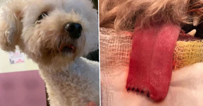 Part Of Dogâ€™s Tongue Cut Off During Routine Hair Clipping In Singapore