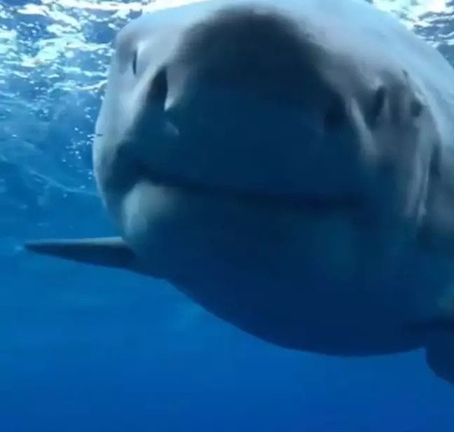 Fearless Diver Films Massive Muscular Great White Shark Lunging For Meal