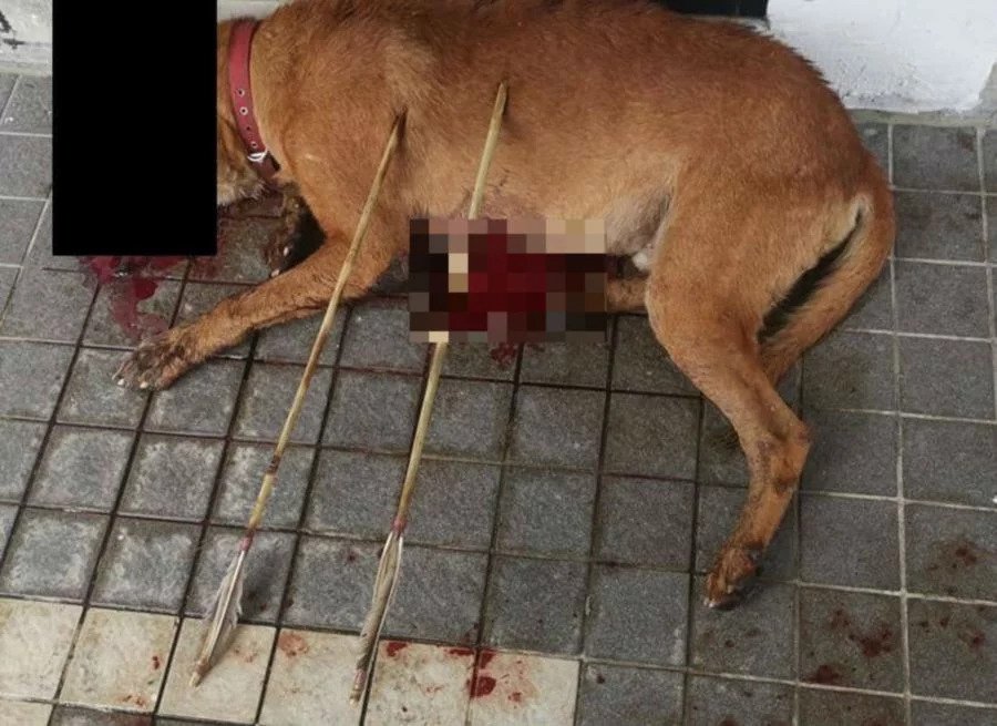 Dog In Kuala Lumpur Found Dead With 2 Arrows Sticking Out Of Its Body