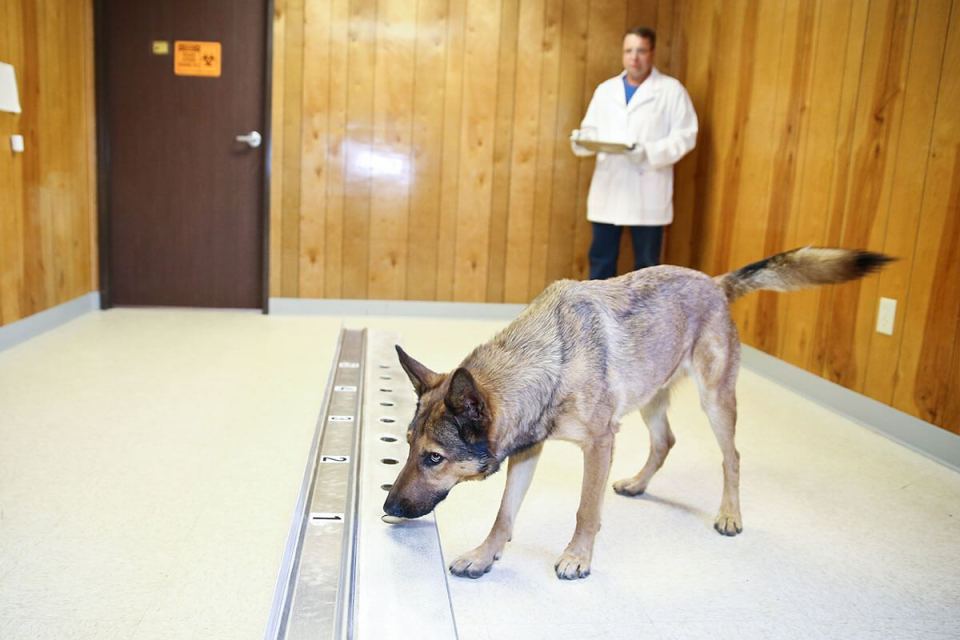 BloodSniffing Dogs Can Detect Lung Cancer With Nearly 97