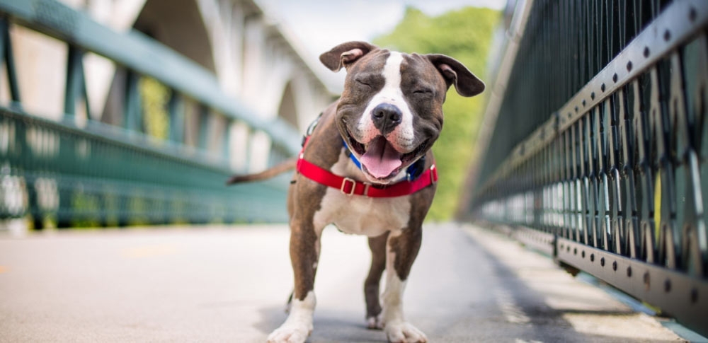 New Study Says Having A Pet Dog Can Boost Your Heart Health