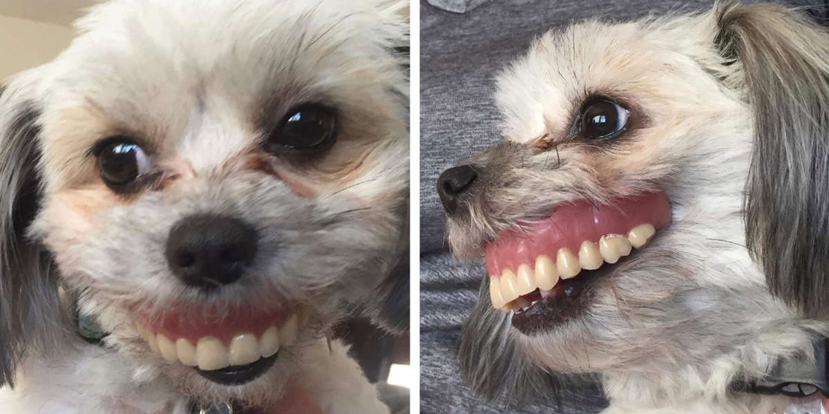 Hilarious Dog Steals Ownerâ€™s Dentures And Gets A Unique