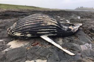 humpback washes whale dead beach