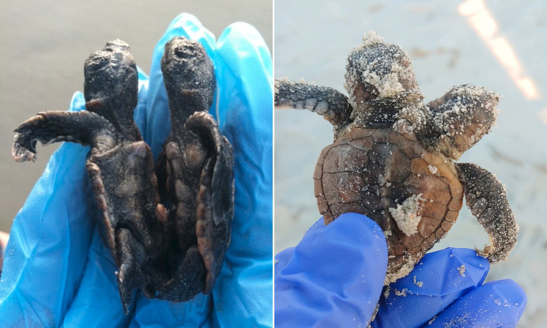 Turtle Monitors Found 2-Headed Sea Turtle On South Carolina Beach