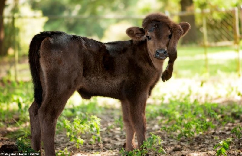 Caring Louisiana Couple Rescue Rare Calf Born With 5th Leg On Head