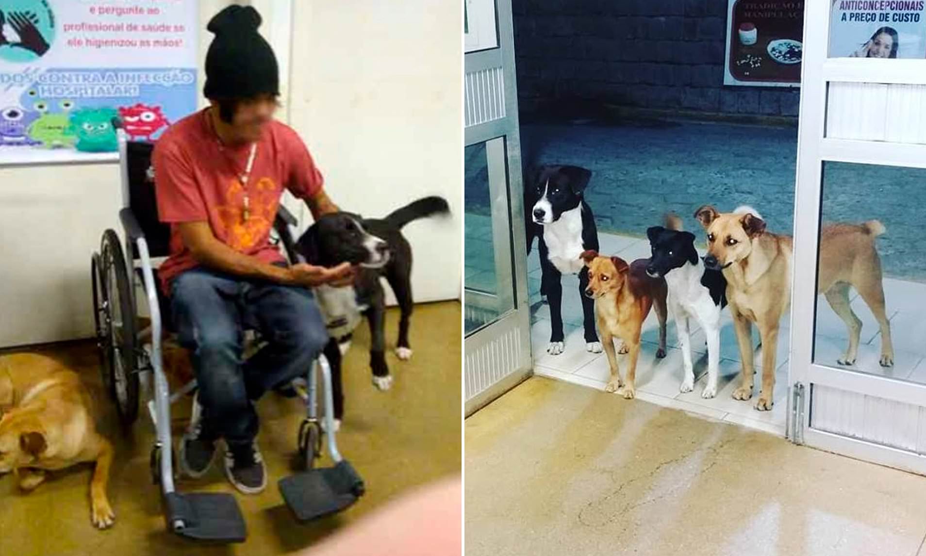 Faithful Dogs Wait Patiently By The Hospital Door As Homeless Caretaker ...