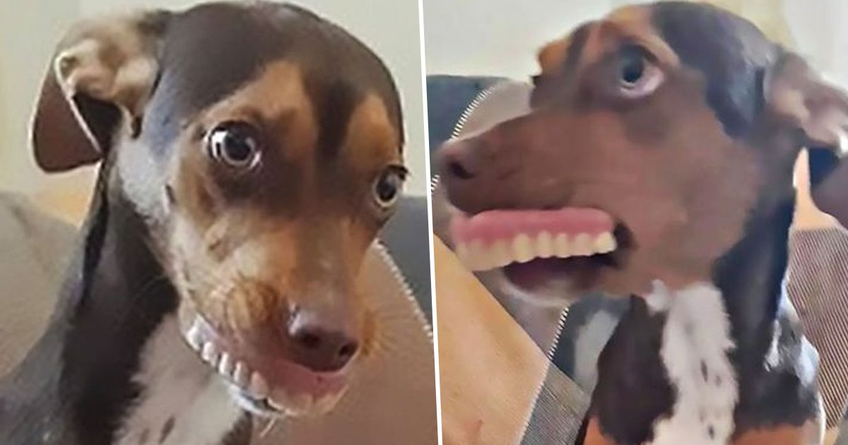 Pooch Poses With Grandmother’s Dentures After Stealing Them