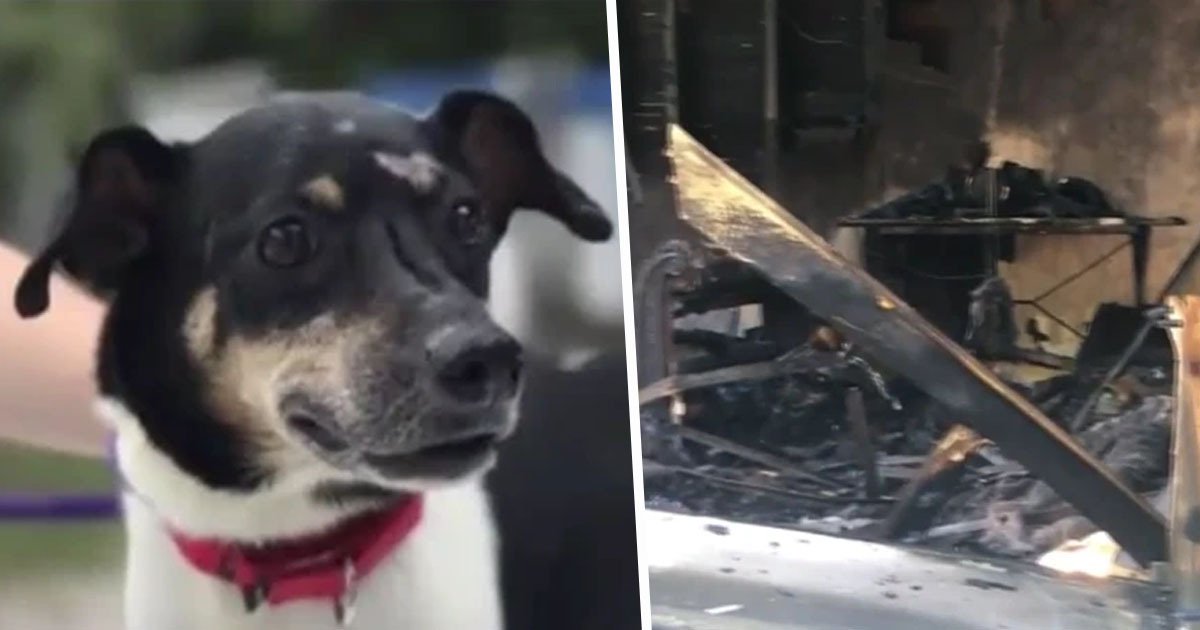 Florida Hero Dog Dies In Fire After Alerting Family About Blaze