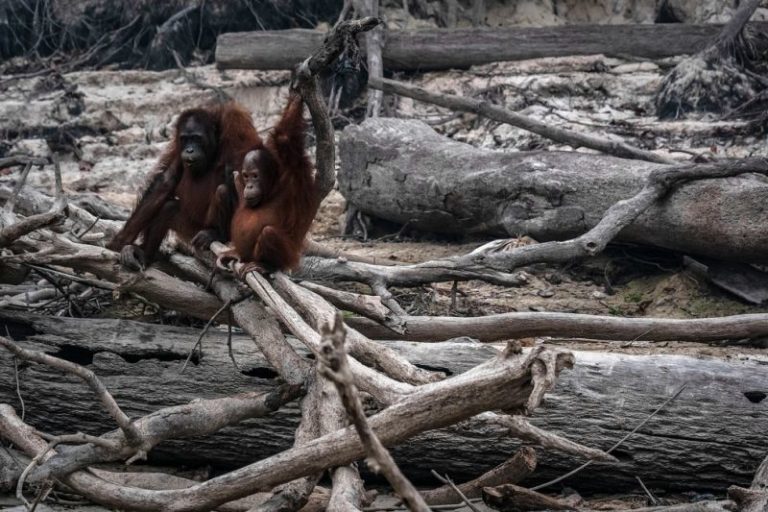 Heartbreaking Photographs Show Endangered Orangutans Left Homeless And