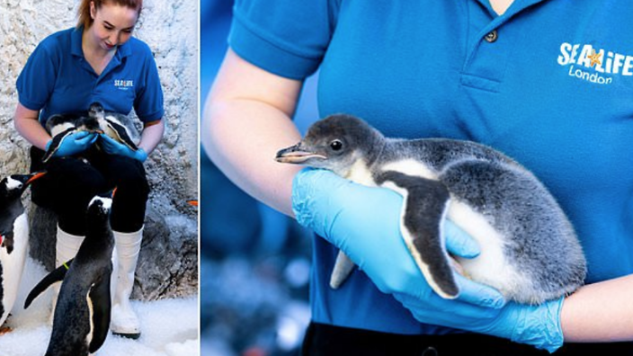 Gay Penguins At Sea Life London Aquarium Are Going To Raise “Genderless ...