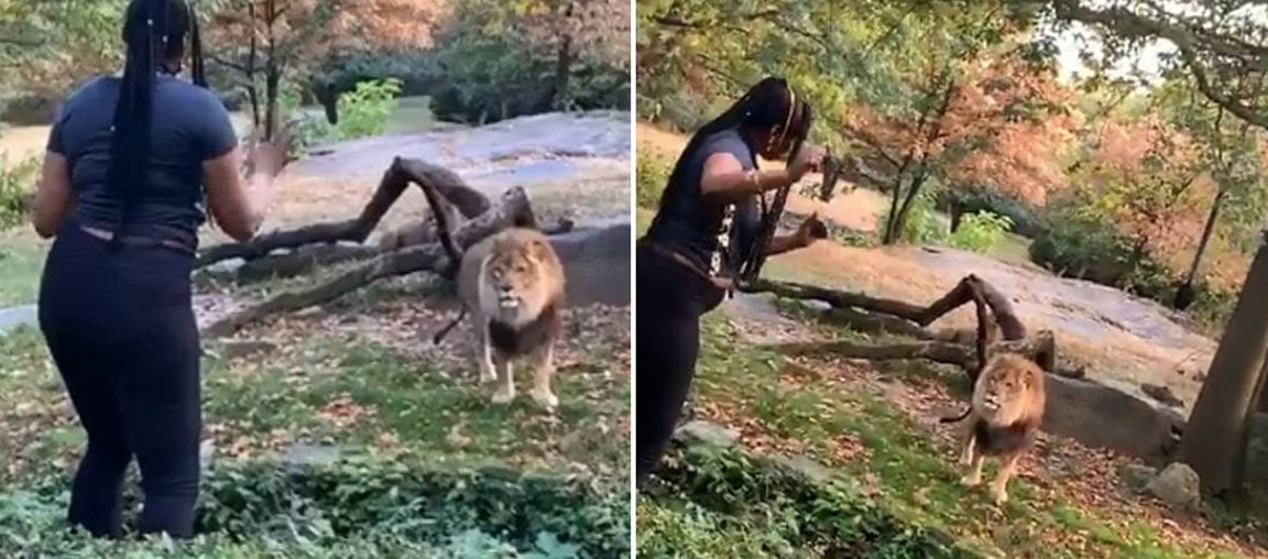 Bronx Zoo Woman Climbs Into Lion Enclosure, Taunts Predator, And Survives!