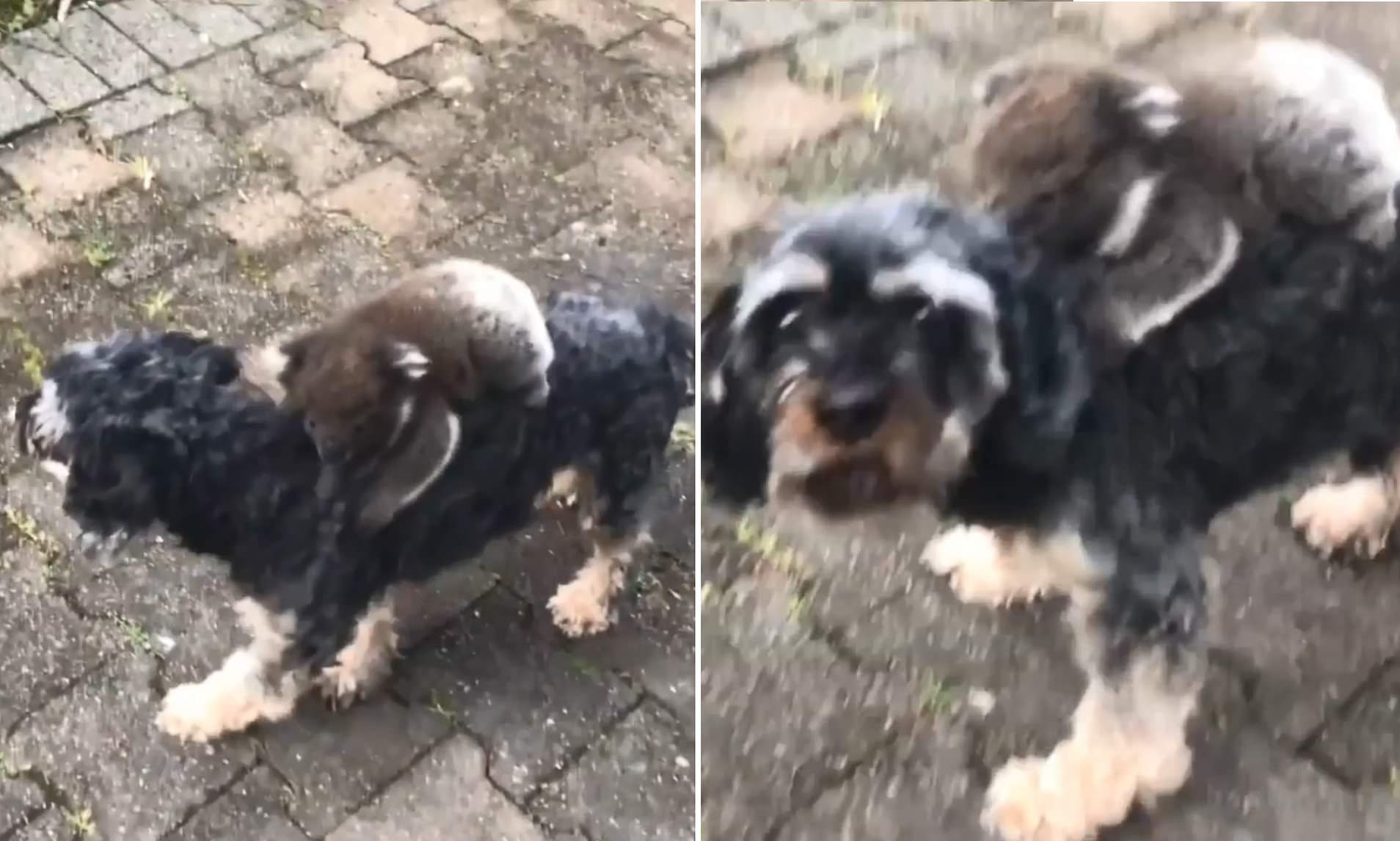 Baby Koala Clings To Dog Thinking Itâ€™s Its Missing Mommy