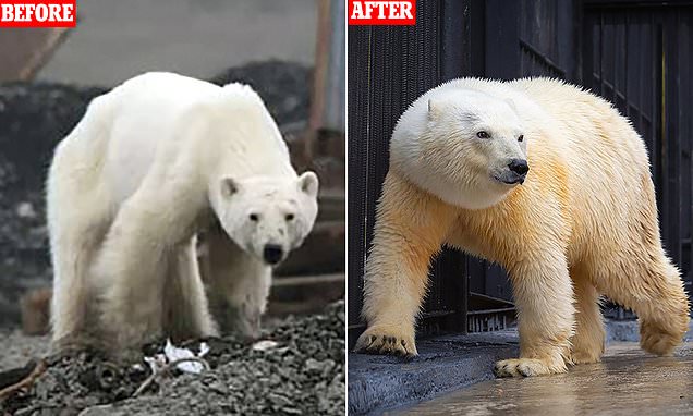 Emaciated Polar Bear That Was Seen Eating Garbage In 