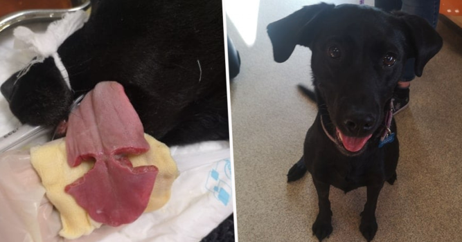 Graphic: Couple Share Horrific Images Of Dog’s Tongue Nearly Cut In