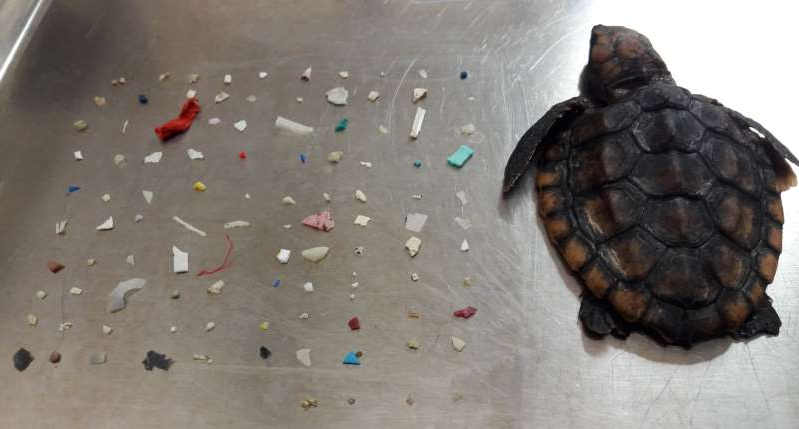 Baby Turtle Found Dead With 104 Pieces Of Plastic In Its Belly