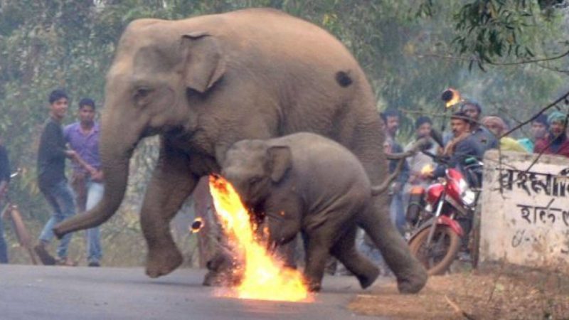 Furious Indian Villagers Attack Mother Elephant And Calf With Firebombs