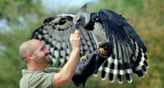 This Massive And Majestic Eagle Is One Of The Most Beautiful Creatures ...