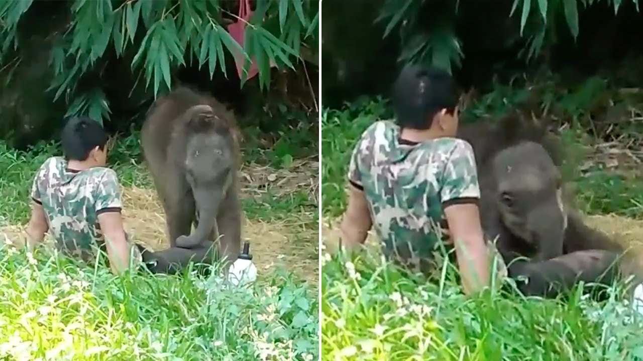 Rejected By Herd: Orphaned Baby Elephant Returns To Her Carer’s Lap ...