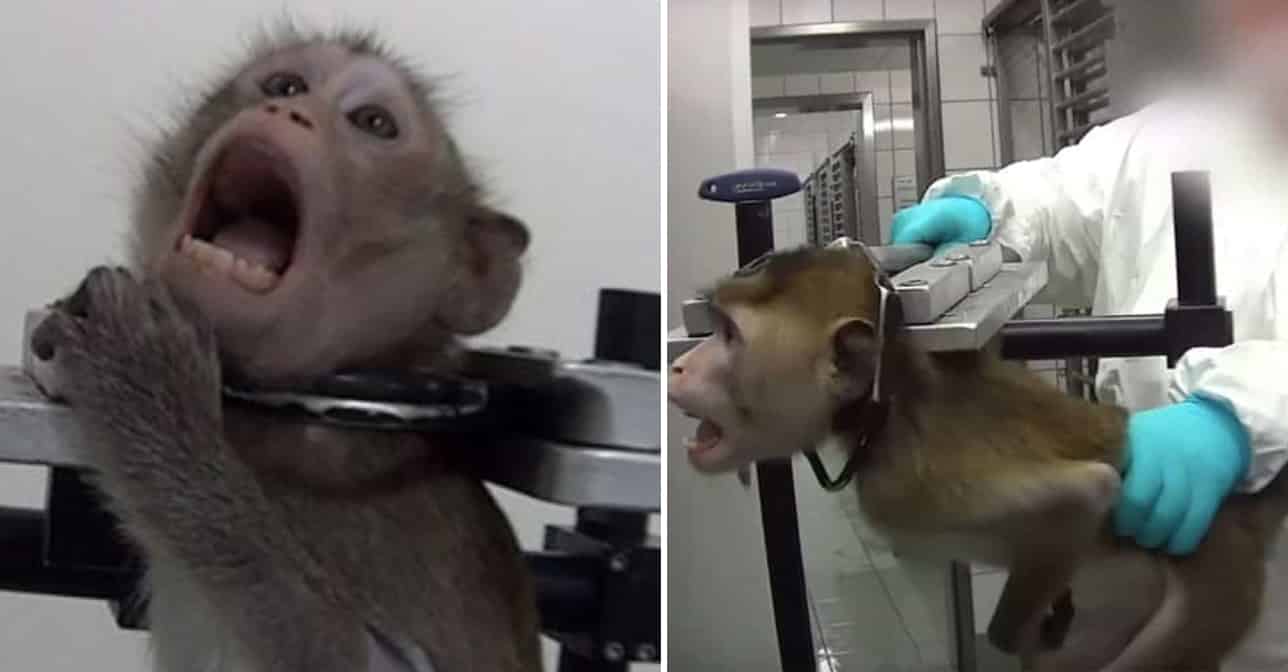 Undercover Footage Shows Monkeys, Cats, And Dogs Screaming In Pain In German Laboratory
