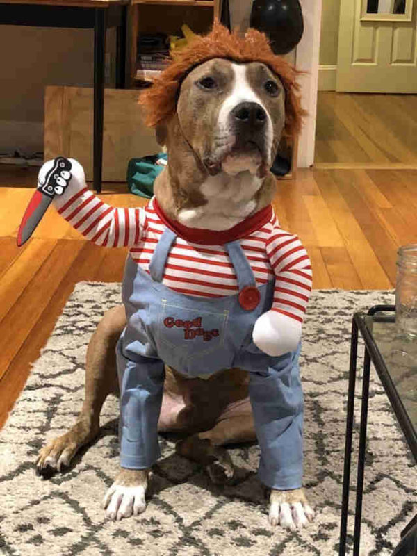 This Dog Has The Most Terrifying Yet Adorable Costume For Halloween