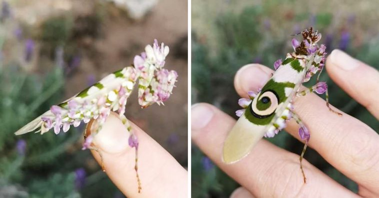 South African Woman Strolling In Her Garden Finds Beautiful Bug That