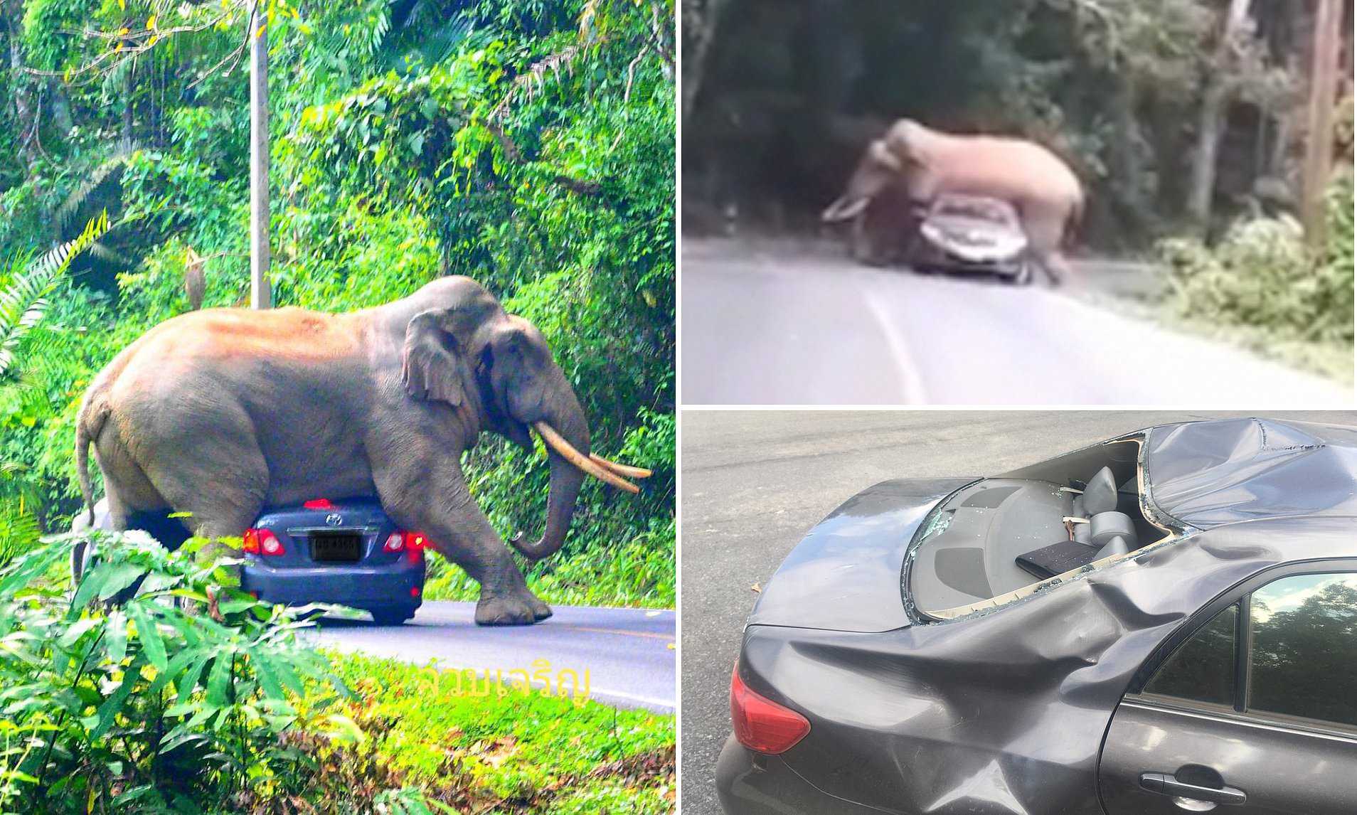 An elephant can climb. Тайланд слоны. Слоник машина. Слоник в автомобиле. Слон люди на машине.
