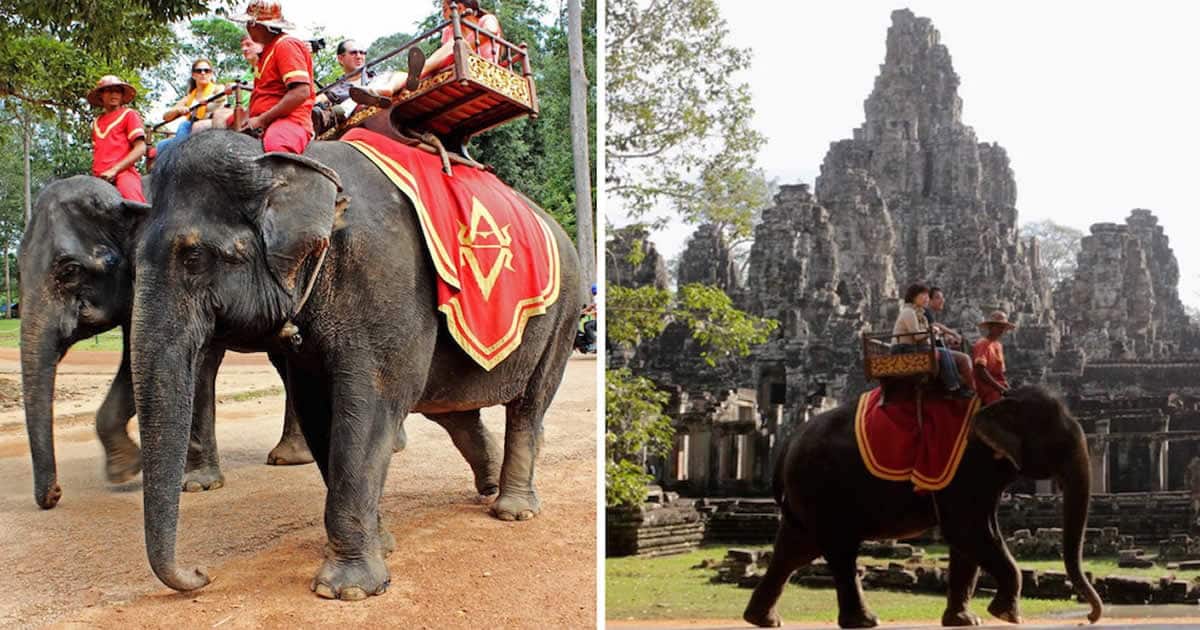Cambodia To Ban Elephant Rides At Angkor Temple And Elderly Animals