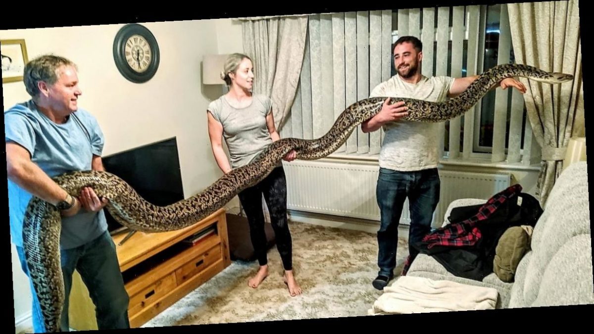 “World’s Biggest Burmese Python” Lives With A Family In An Apartment