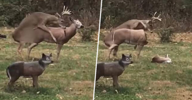 Hilarious Video Shows Wild Deerâ€™s Reaction When A Backyard Statue Heâ€™s