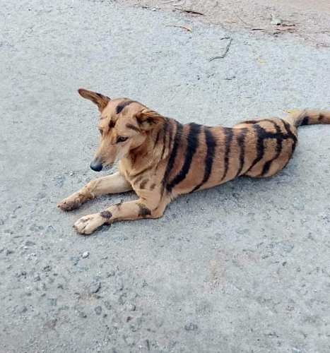 dogs with tiger stripes