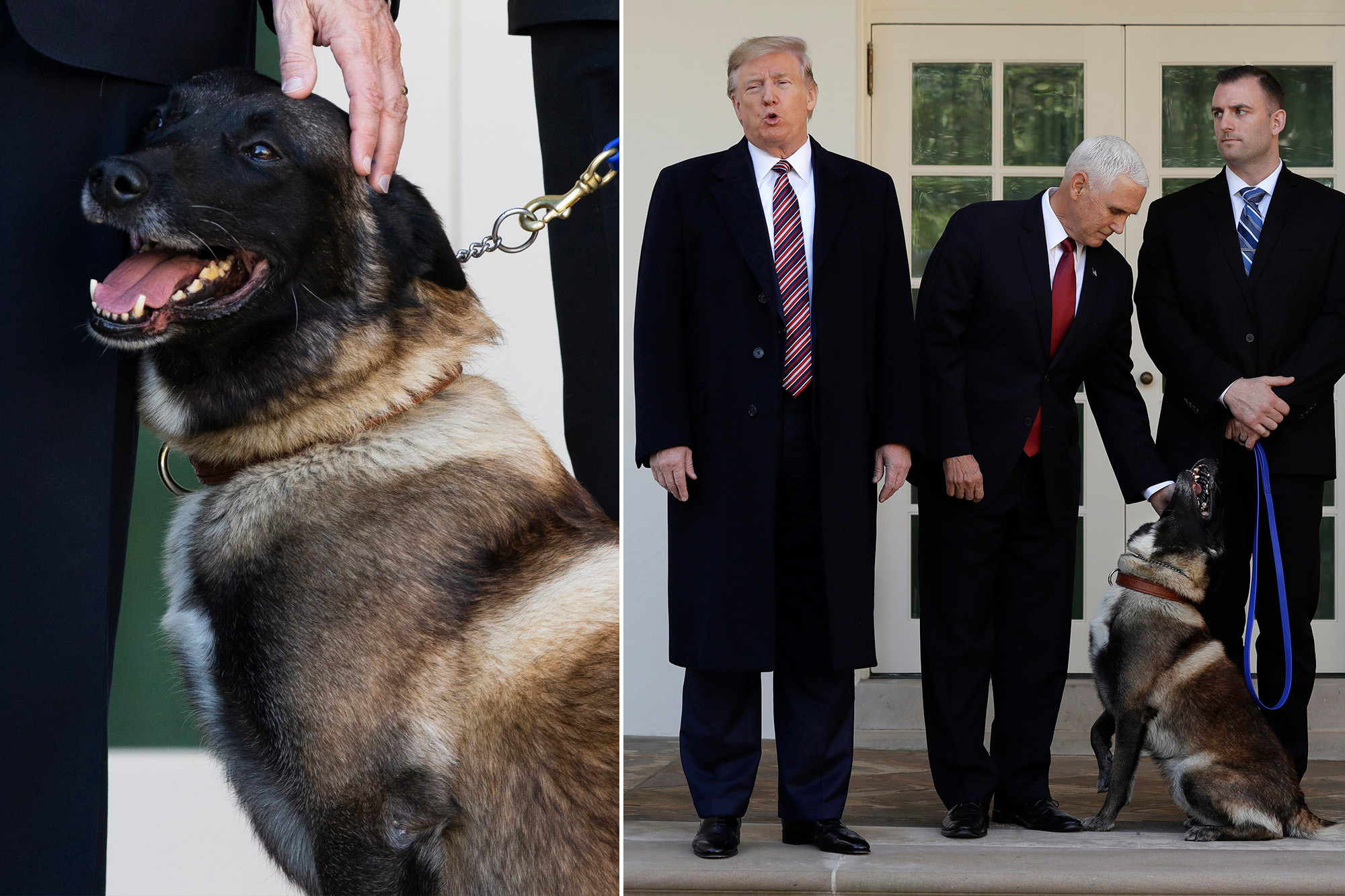 Donald Trump Honors Hero Dog Conan For Assisting Raid On ISIS Leader ...