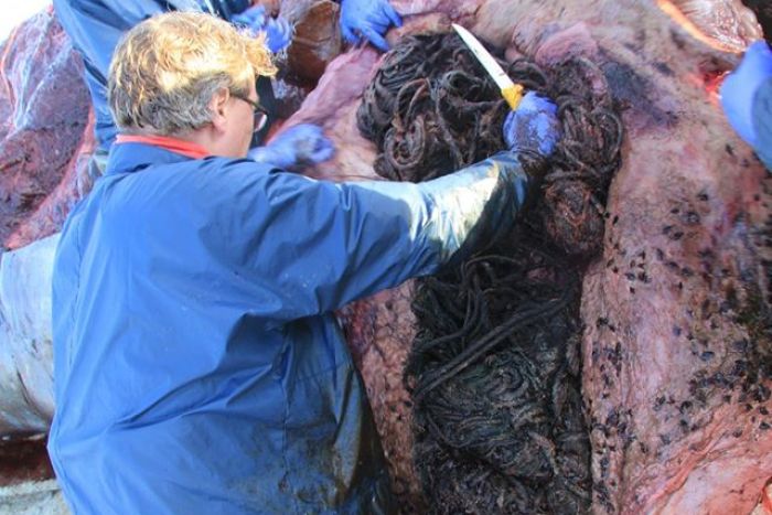 Sperm Whale Dies With A 100kg Litter Ball In Its Stomach