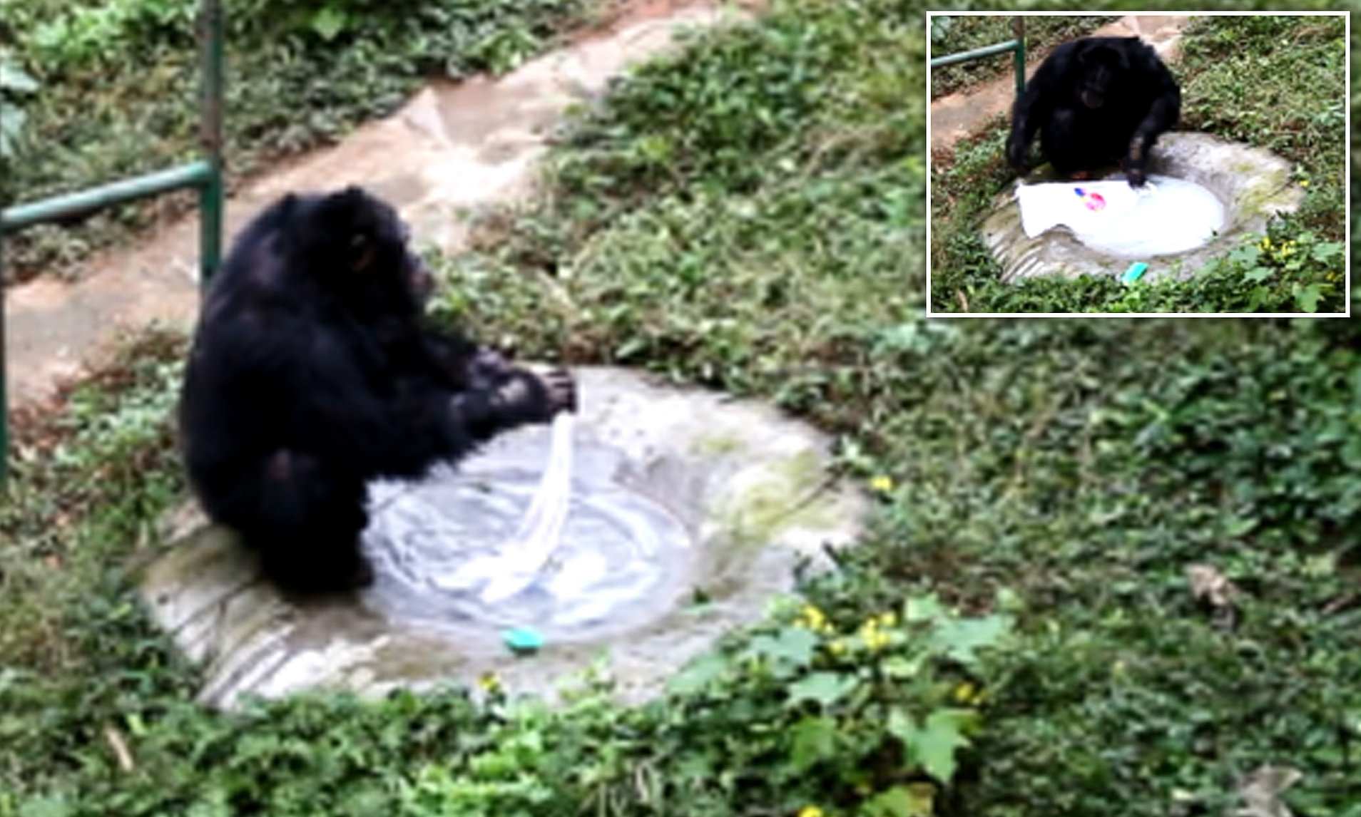 Caught On Cam: Clever Chimpanzee Washes Clothes For His Keeper At