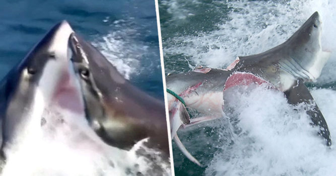 Caught On Cam: Cannibal Great White Sharks Rip Each Other Apart In ...