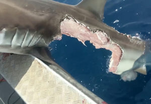 Caught On Cam: Cannibal Great White Sharks Rip Each Other Apart In ...