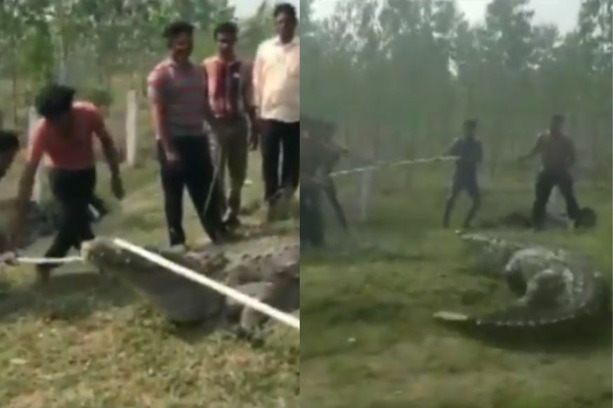 Caught On Cam Massive 12 Foot Crocodile Rescued From A Village In Vadodara 1314