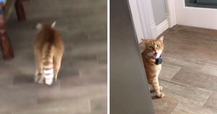 Meow Of The Year Video Of Cat Saying “well Hi” Goes Viral On Social Media 5845