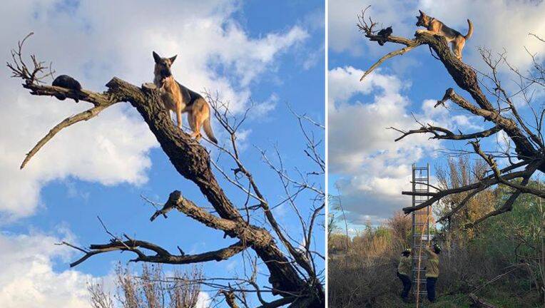 Dog Gets Stuck At The Top Of A Tree After Chasing A Cat