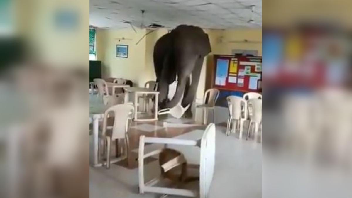 Caught On Cam Elephant Walks Into Army Canteen In Bengal And Causes Chaos