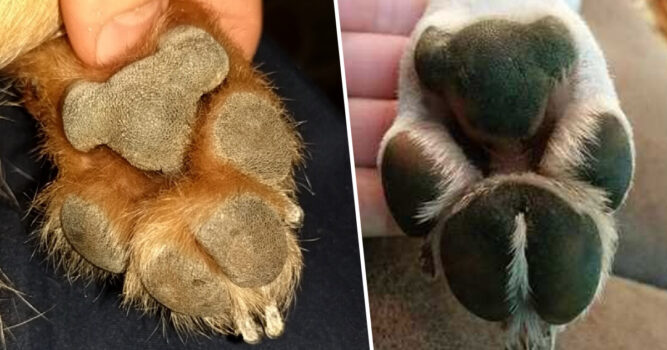 Twitter Discovery: Dog Paws Look Like Koalas And You Can’t Unsee It